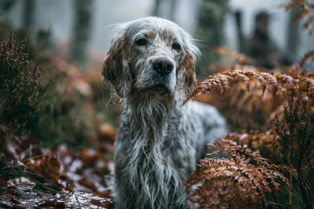 Le chien, véritable partenaire du chasseur de bécasse