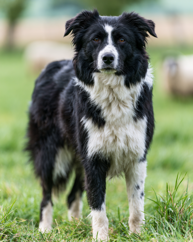 Nox – Chien de troupeau dressé à vendre