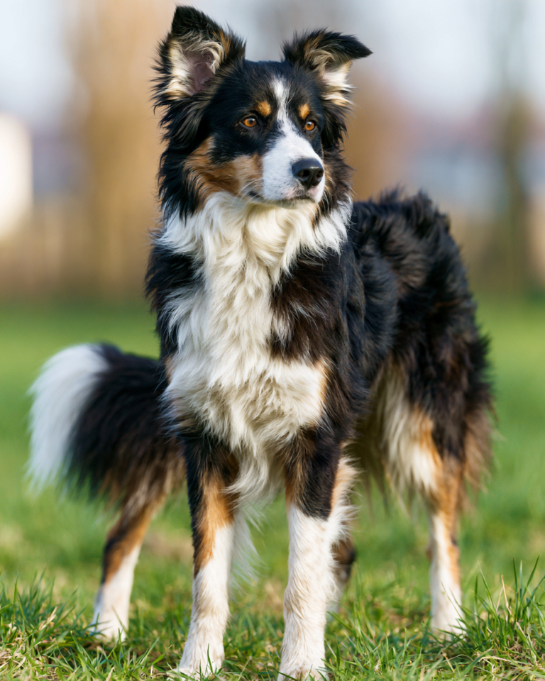 Milo – Chien de troupeau dressé pour élevage